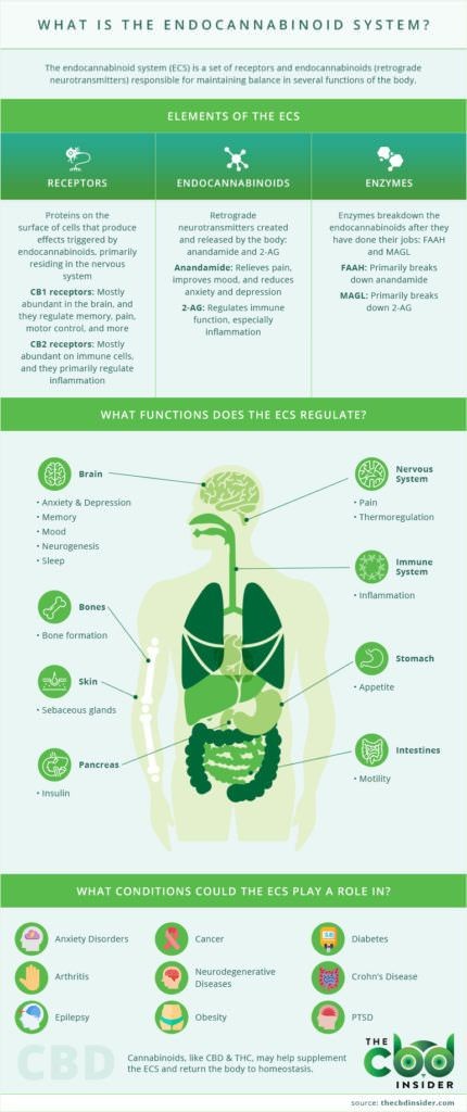 The Mind-Body Connection: How Gazz Godz Products Support Holistic Wellness