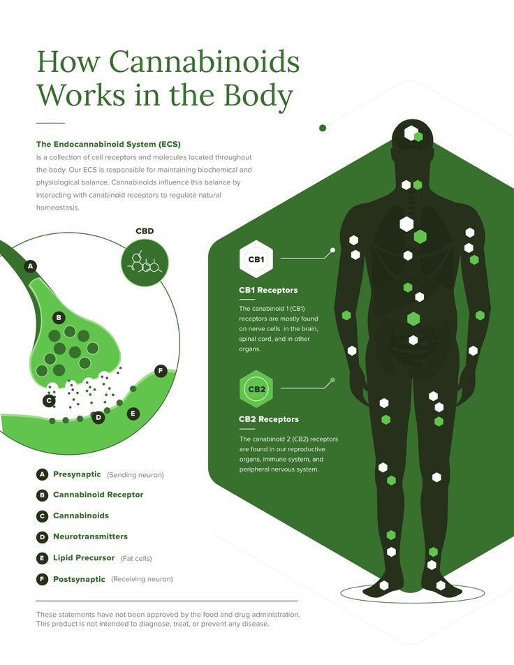 Unlocking the Power of Cannabinoids: More Than Just THC