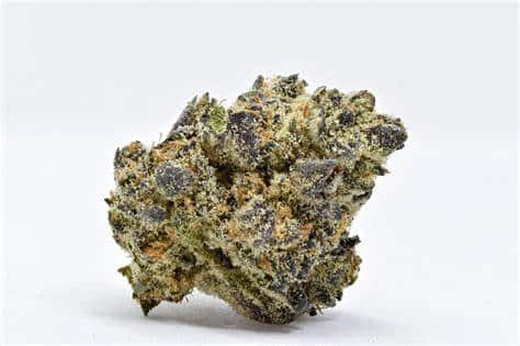 THCA GUAVA COOLER (93) (Hybrid)